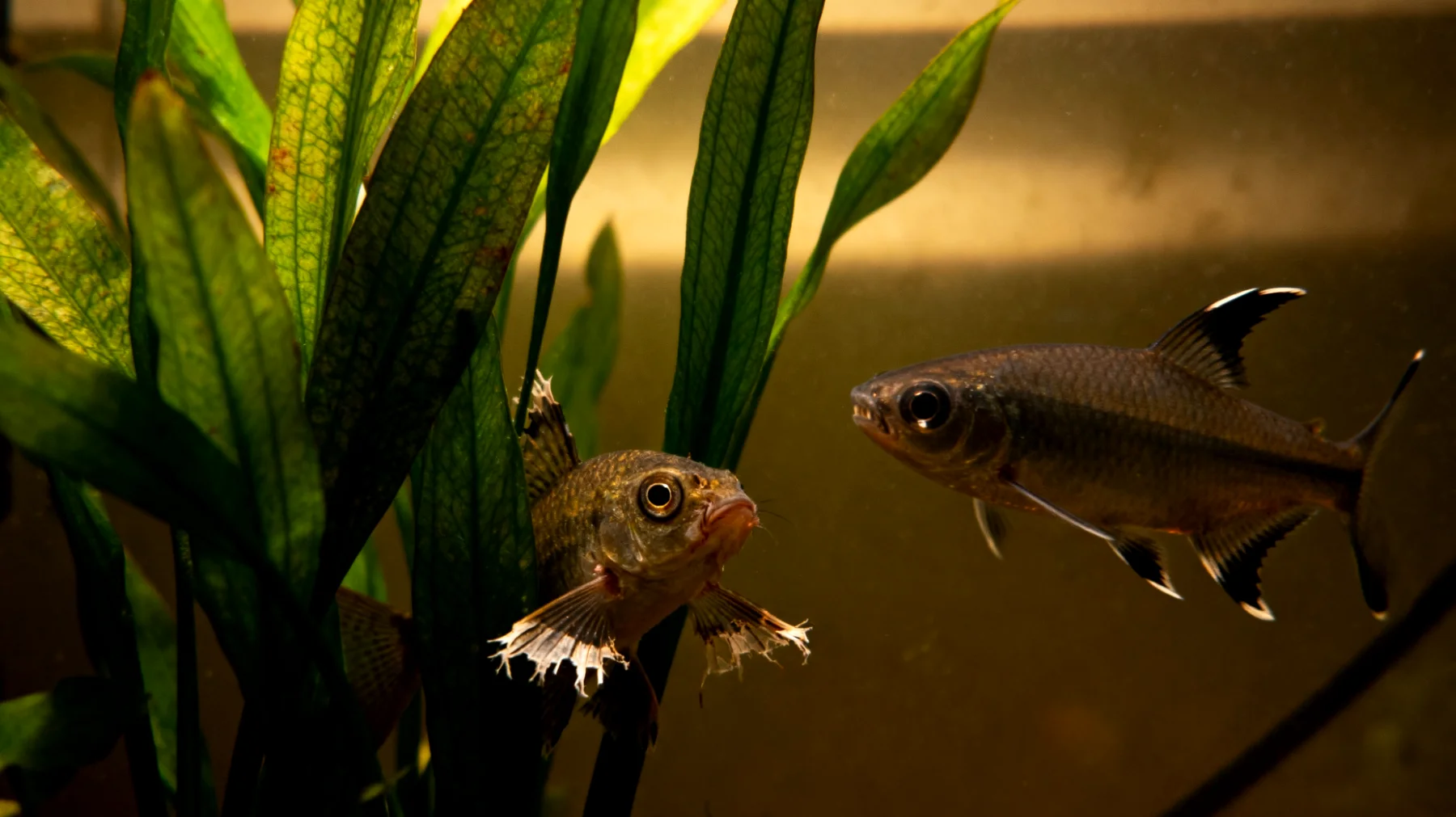 Fische zeigen Stressverhalten und erhöhte Aggression, wenn sie mit ungeeigneten Arten im selben Aquarium gehalten werden, was zu Flossenbeschädigungen, Verstecken und gestörtem Fressverhalten führt"