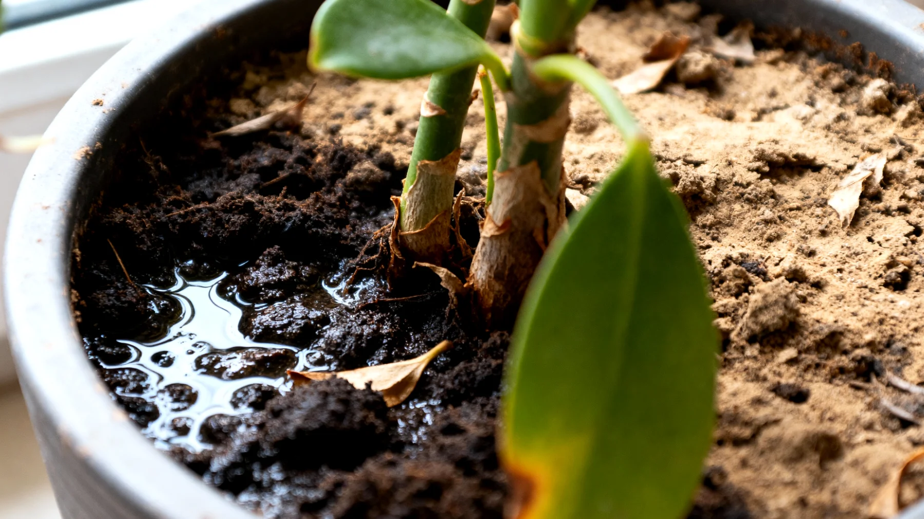Geldbaum (Crassula)"
