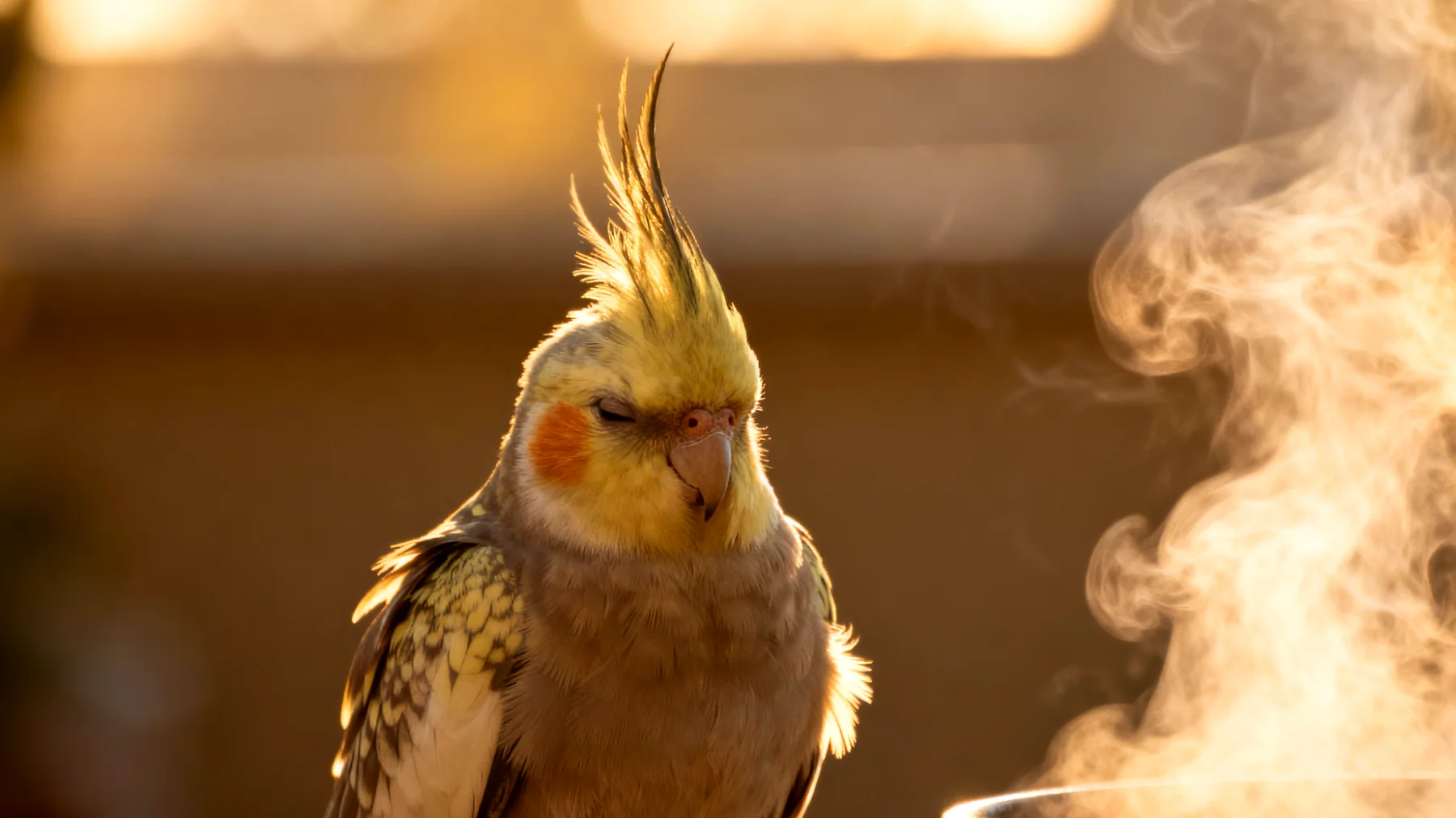 Nymphensittiche leiden häufig unter Atemwegsproblemen und Erkältungen, die mit natürlichen Hausmitteln wie Kamillendampf, erhöhter Luftfeuchtigkeit und Wärmelampen unterstützend behandelt werden können, um den Heilungsprozess zu fördern und den Gang zum Tierarzt zu ergänzen"