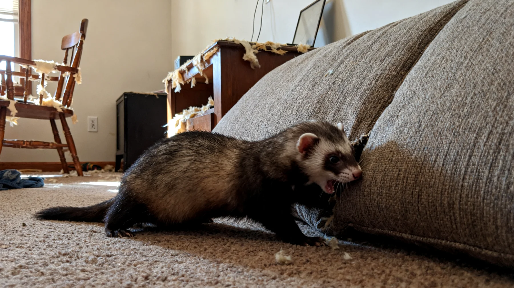 Frettchen benötigen ausreichend Bewegung und mentale Stimulation, lassen sich aber in einer Wohnung schwer trainieren, da sie zu Verhaltensauffälligkeiten wie übermäßigem Graben, Beißen in Möbel und destruktivem Verhalten neigen, wenn ihnen nicht genügend strukturierte Trainingsübungen und Beschäftigungsmöglichkeiten geboten werden"